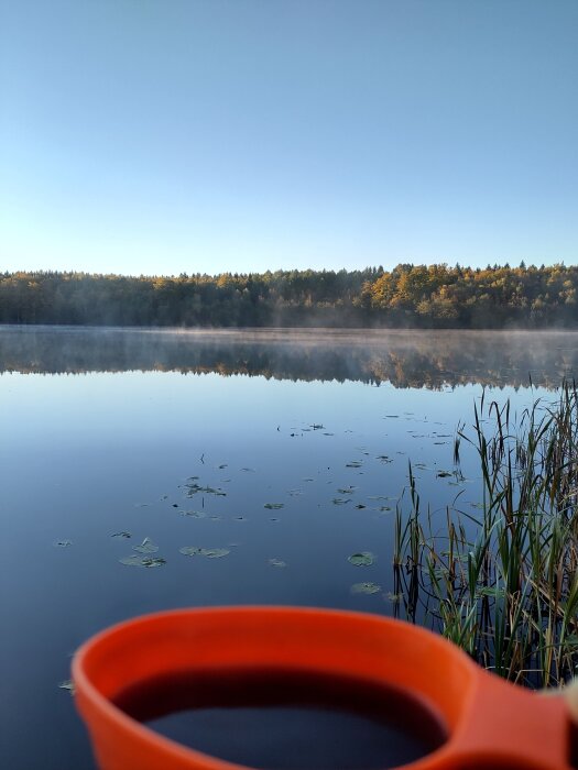Utsikt över en stilla sjö med flytande näckrosblad, omgiven av skog under klar himmel. En orange kopp syns i förgrunden.