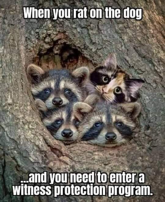 Fyra tvättbjörnar och en kattunge i ett träd. Texten ovan lyder: "When you rat on the dog" och nedan: "...and you need to enter a witness protection program.