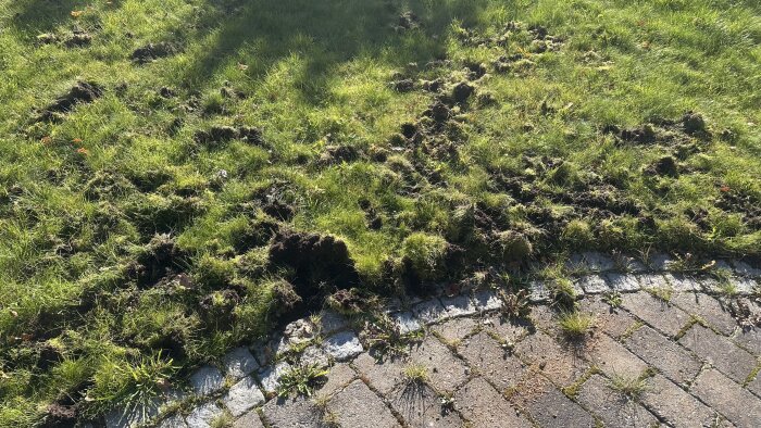 Gräsmatta med jord uppgrävd, möjligtvis av djur, bredvid stenlagd uppfart.