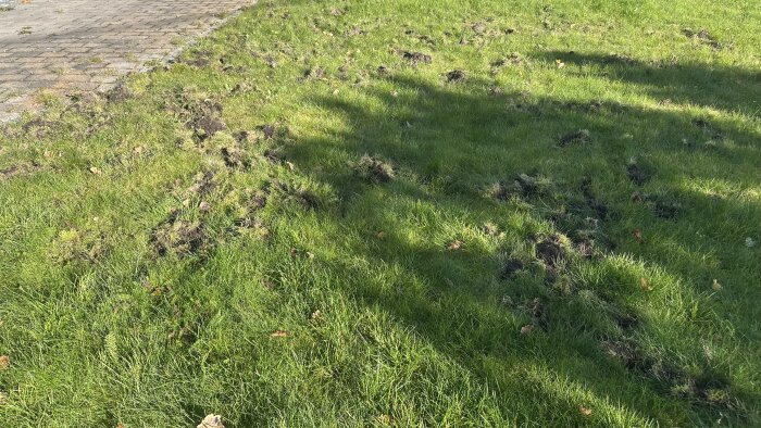 Skadad gräsmatta med jord som verkar uppgrävd på en villatomt, troligen orsakad av vilt som vildsvin eller grävling. Plats: Värmdö, Mörtnäs.