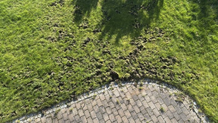 Gräsmatta med omfattande skador, jord uppgrävd och spridd. Eventuellt orsakat av vildsvin eller grävling på en villatomt i Mörtnäs, Värmdö.