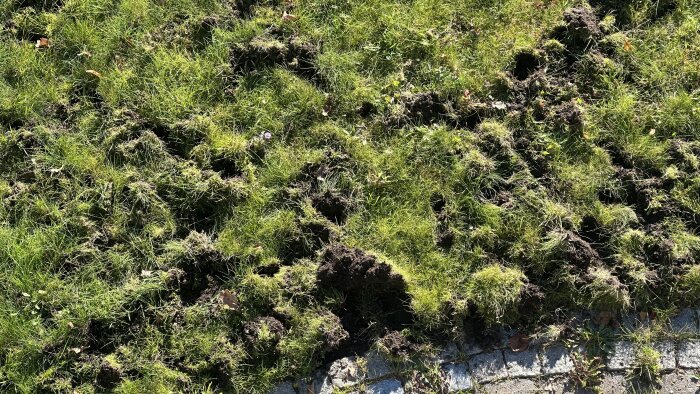 Gräsmatta med omfattande åverkan, jord och gräs uppgrävt, eventuellt orsakat av vildsvin eller grävling, på villatomt i Mörtnäs, Värmdö.