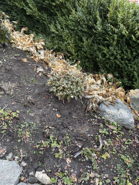 Vissnade växter i en trädgård med bruna blad bredvid gröna buskar, resultat av frostskador efter en kall natt.