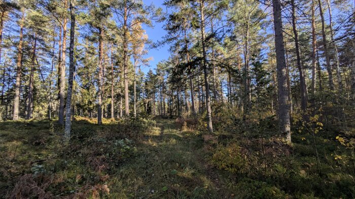 Skogsstig omgiven av höga träd och undervegetation på Östgötaleden en solig dag.