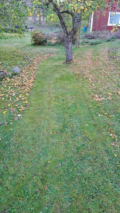 En höstträdgård med klippt gräs och träd med gula löv bredvid en röd byggnad, omgivande löv på marken.