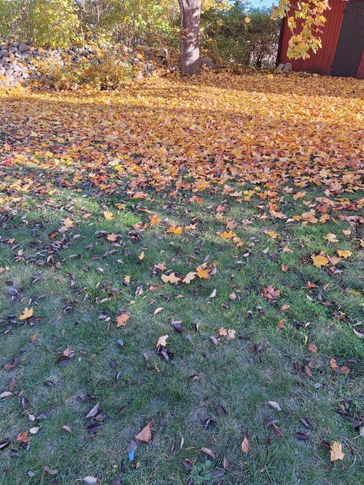Höstlandskap med gula löv på marken vid en trävägg och stenmur, ett träd i bakgrunden och grönt gräs i förgrunden.