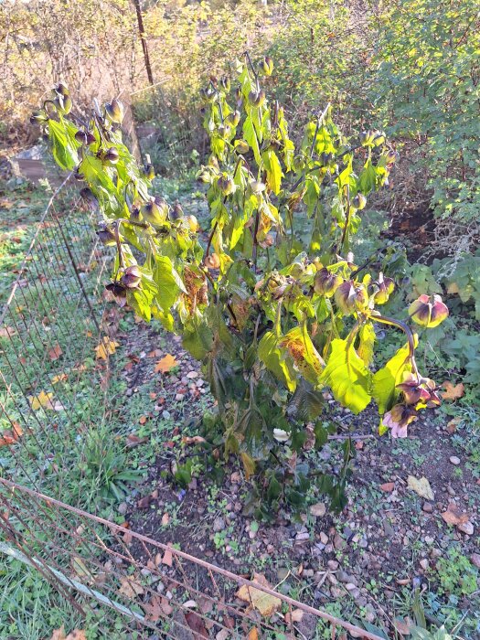 Vissnad Ballongblomma omgiven av nätstängsel efter minusgrader, med frostskadade blad och omgivande växter.