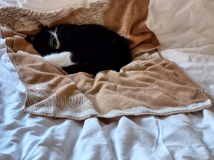 Svartvit katt sover ihopkurad på en beige handduk på en säng.