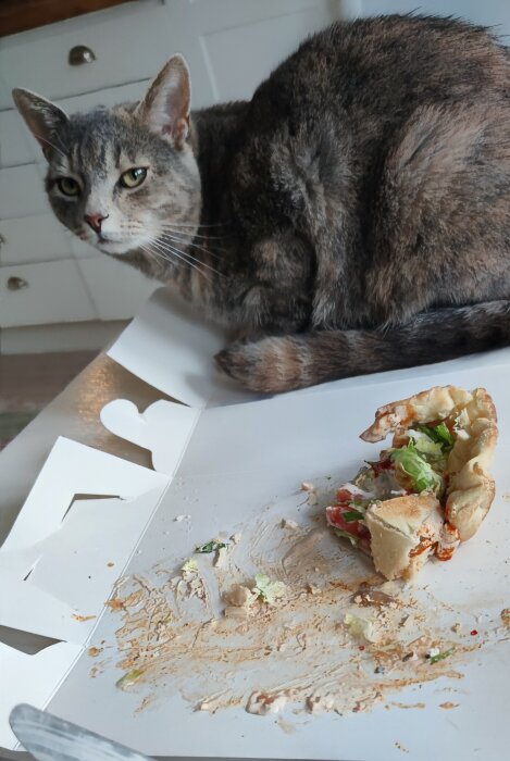 Katt sitter på en pizzakartong bredvid en uppvikt pizza med sallad, i ett kök med vita skåp i bakgrunden.