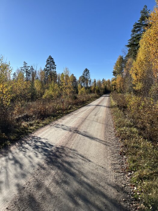 Lång grusväg i höstlandskap med gula och gröna träd på sidorna, under klar blå himmel.