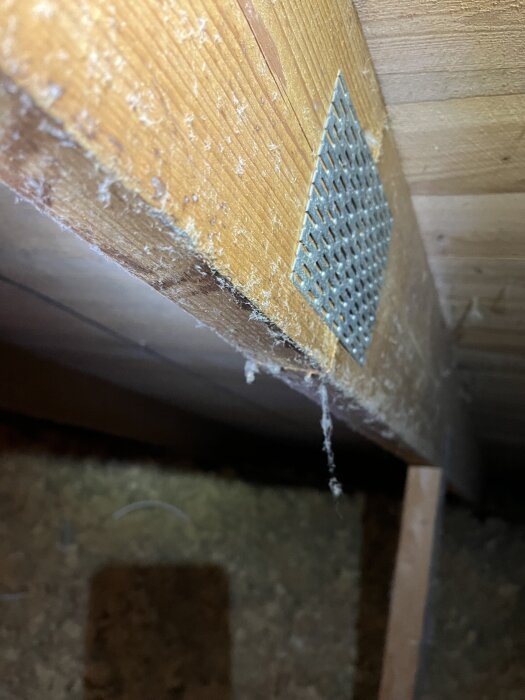 Närbild på träbräda med vitt ludd och ett metallbeslag, potentiella tecken på mikrobiell påväxt i en fuktig miljö.