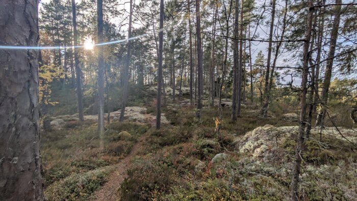 Solbelyst skog med tallar och en stig genom mossbeklädd mark.