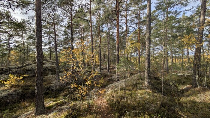 Skog med tallar och lövträd i höstfärger, solbelyst stig genom marktäckt av mossa och löv.
