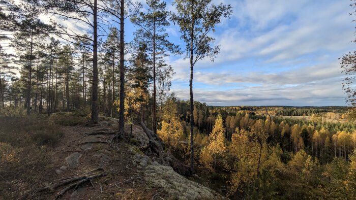 Skogslandskap i höstfärger med en stigar kantad av träd, blå himmel och moln i bakgrunden.