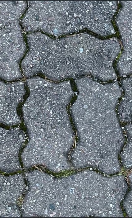 Grå marksten med oregelbunden form och gräs i fogarna, använd i frågeställning om inköpsställe.