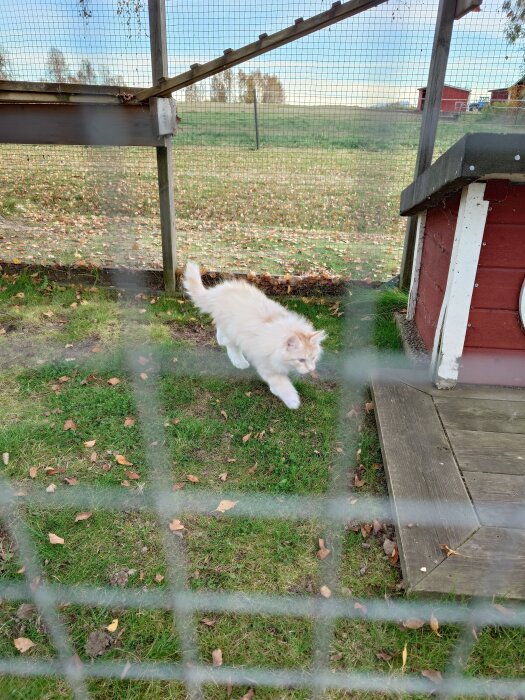 Ljus kattunge i kattgård går på gräs, omgiven av nät och trästruktur, med röd byggnad i bakgrunden.