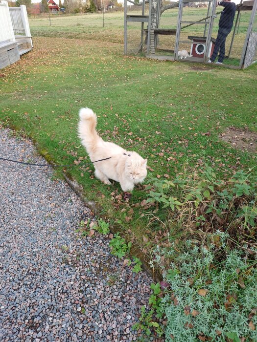 Katt utomhus på gräs vid kattgård, i koppel.