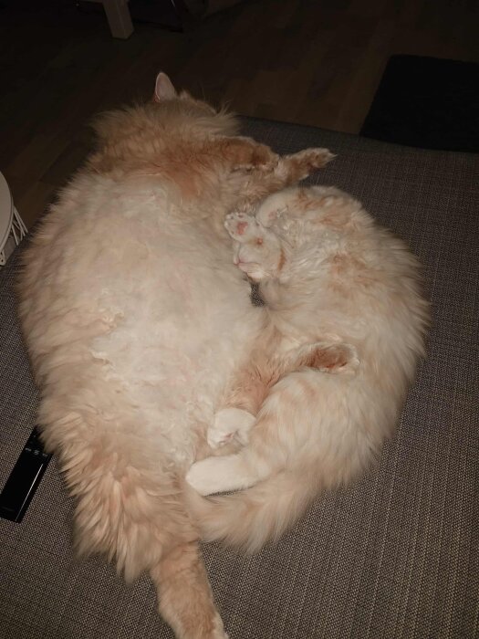 Två katter vilar tätt ihop i en soffa, en större katt och en kattunge med ljus päls, vilket antyder en trygg och närhet fylld avslutning på dagen.