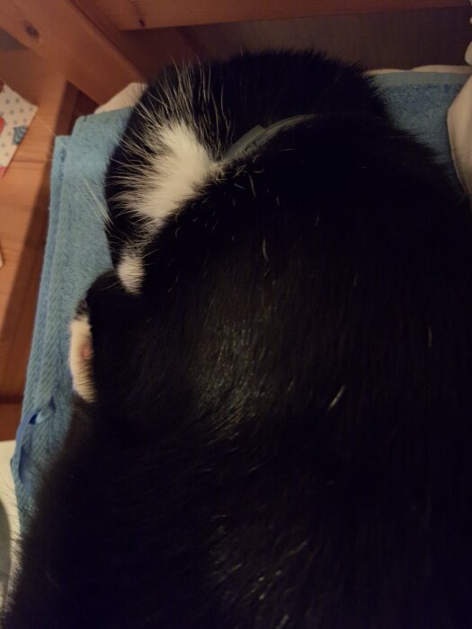 Svartvit katt sover inomhus på en blå filt, bredvid en kudde.