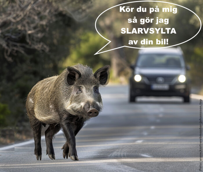 Vildsvin på en väg med en bil i bakgrunden; pratbubbla varnar bilister för att köra på djuret.