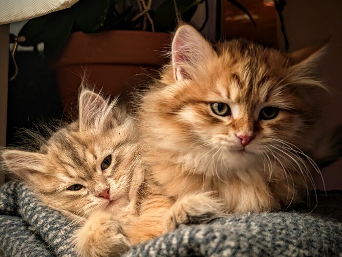 Två fluffiga kattungar i varm belysning ligger tillsammans på en filt.