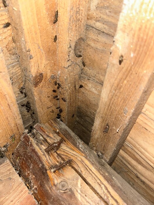 Insekter på trästruktur i vinden på ett hus i Skåne.