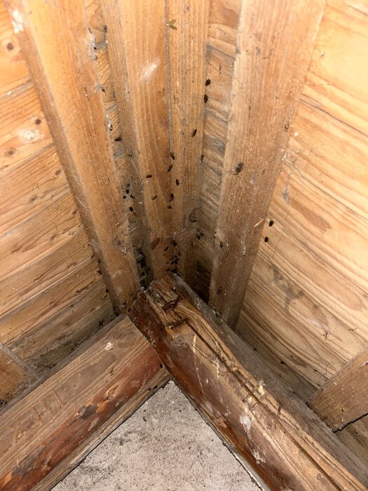 Insekter på träbjälkar i vinden på ett tegelhus, Nybro Sweden. Potentiellt skadedjur; ägaren osäker på typen och om åtgärder krävs.