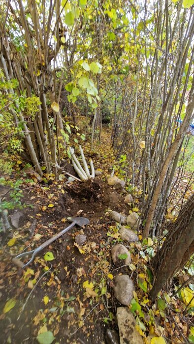 Stig under anläggning i trädgård, omgiven av träd och löv, med stenar på marken och en spade i förgrunden.