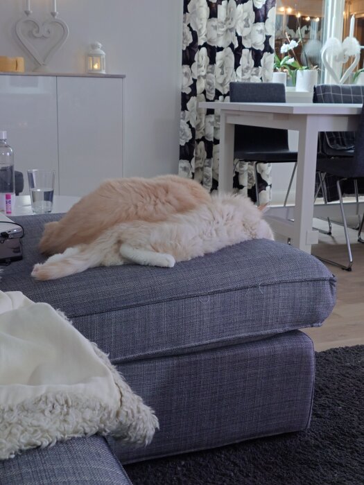 Två katter ligger nära varandra på en grå soffa i ett vardagsrum med vita och svarta blommiga gardiner.