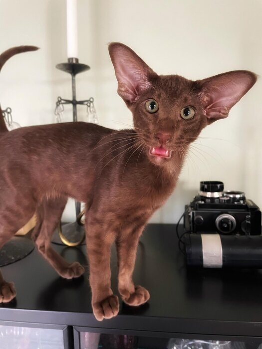 En brun katt står på ett bord med en gammal kamera i bakgrunden.