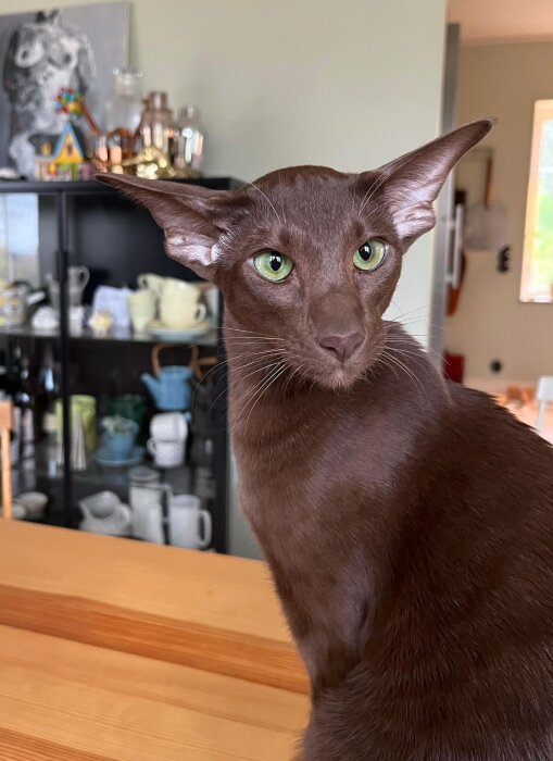 Orientaliskt korthår med brun päls och gröna ögon sitter inomhus på ett bord.