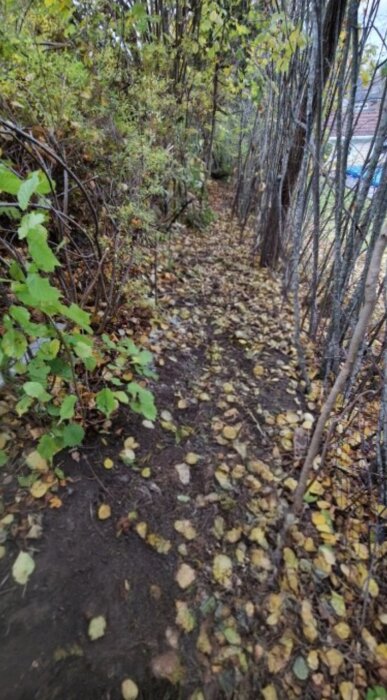 Stig kantad av träd och buskar, täckt med fallna löv i en skogsmiljö.