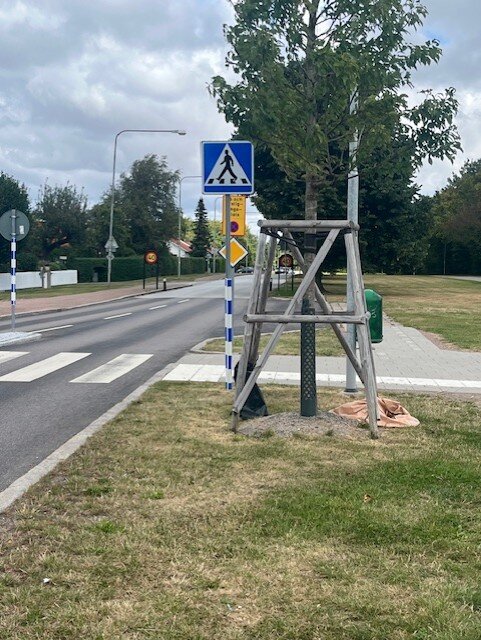 Träd planterat nära övergångsställe utanför en skola, med skyltar i bakgrunden. Trädet är stöttat av en träställning.