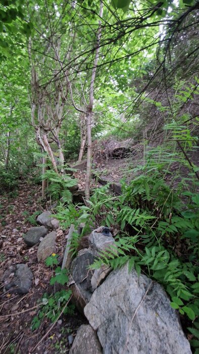 Vildvuxen trädgård med träd och buskar, stenar och grus som antyder en äldre stig.