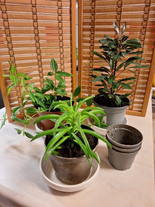 Små gröna växter i olika krukor på en bordsskiva, framför en träskärm.