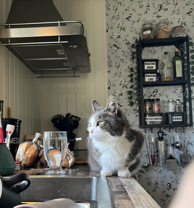 Grå och vit katt sitter på en diskbänk i köket bredvid ett glas vatten, med en hylla och köksredskap i bakgrunden.
