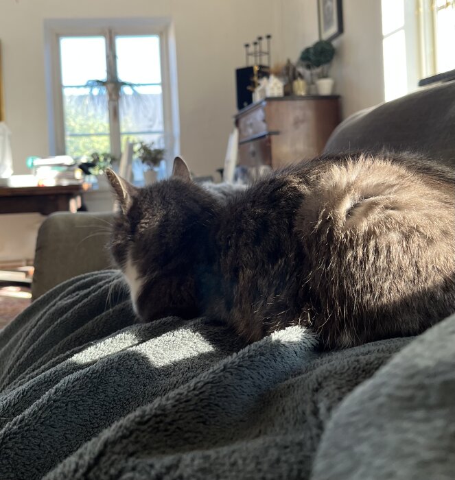 Katt ligger på knä hos en person under en filt i ett solbelyst rum med fönster och möbler i bakgrunden.