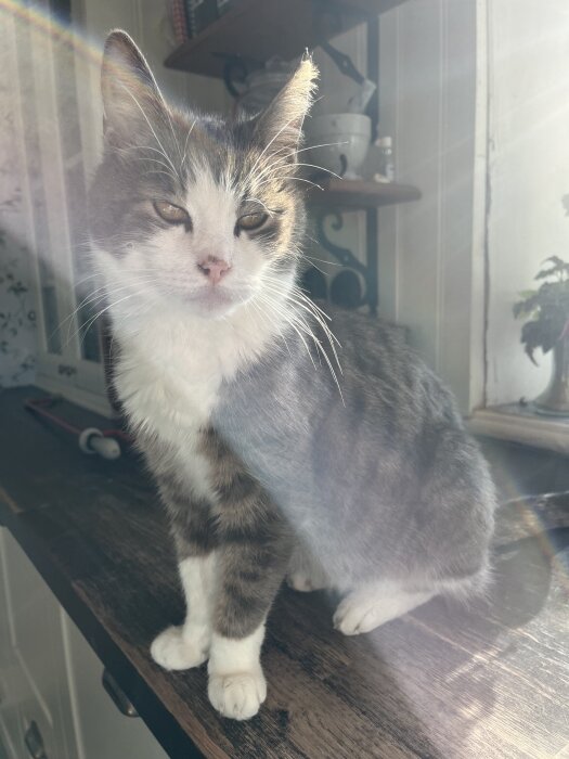 Katt sitter på en köksbänk i solljus, med halvslutna ögon.