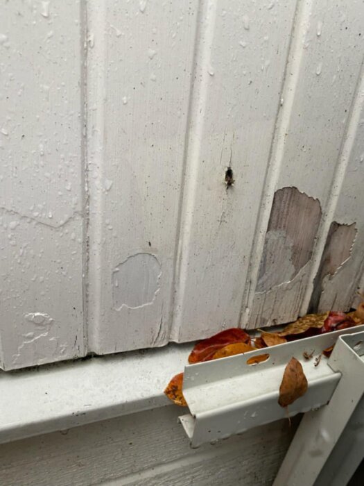 Skadad fasad med ett borrhål och avskalad färg. Några löv ligger på en metallkant under väggen.