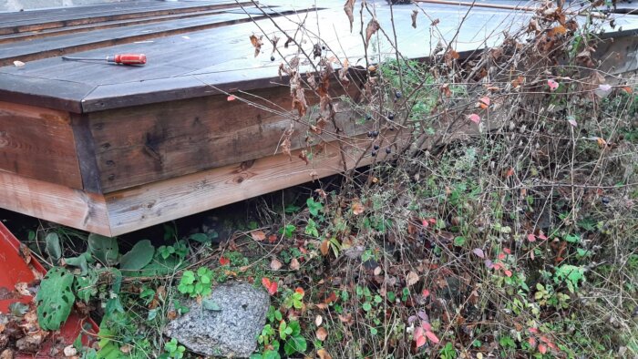 Trädäck med träram, några verktyg ovanpå, omgiven av vildvuxna växter och buskar.