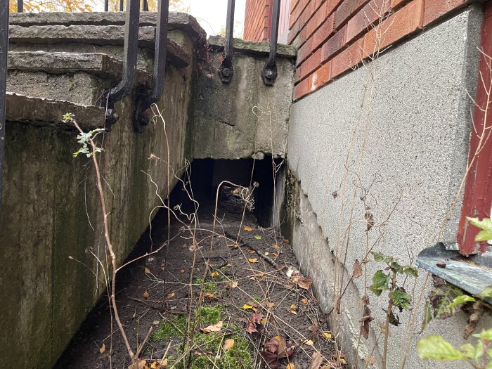 Betongtrappa med smidesräcke och en öppning under, "kattunnel", vid fuktig yttervägg av huset, omgiven av höstlöv och mossa.