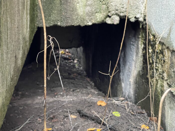 Öppning under en betongtrappa vid ett hus, omgiven av växter och jord. Visar en potential plats för dräneringsproblem.