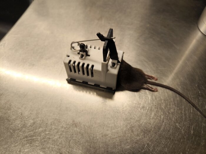 En mus fast i en vit Biltema musfälla placerad på en metallisk yta.