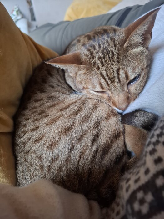 En brun katt ligger ihopkrupen och myser på en soffa, omgiven av kuddar och filtar.