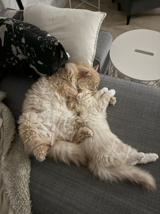 Två lurviga katter sover tätt intill varandra på en grå soffa med kuddar i bakgrunden.