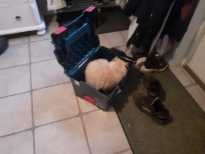 Katt sitter i en öppen verktygslåda på golvet, skor syns bredvid.