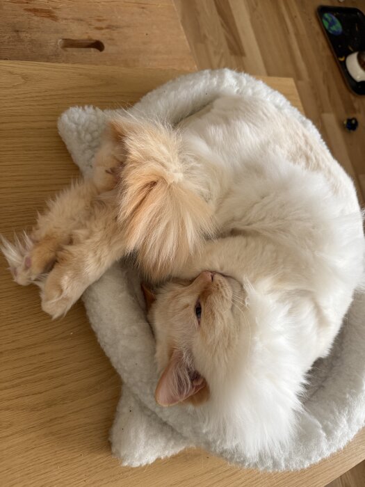 En lurvig katt rullar ihop sig i en vit korg på ett trägolv.