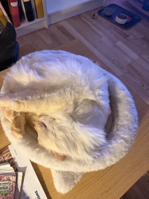 Katt ihopkurad som en knut i en vit bädd på ett träbord, med matplats i bakgrunden.