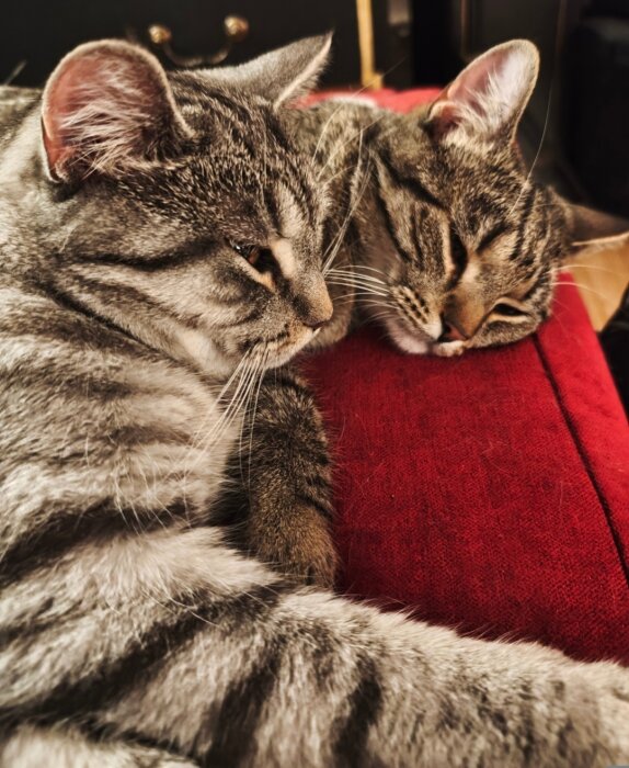 Två kattungar ligger bredvid varandra på en röd soffa, synliga i närbild.