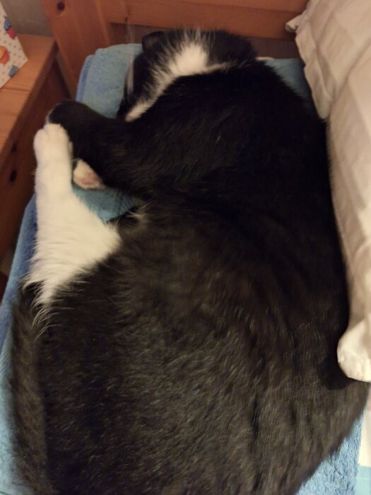 Svart och vit katt sover ihopkurad på en säng bredvid en kudde.